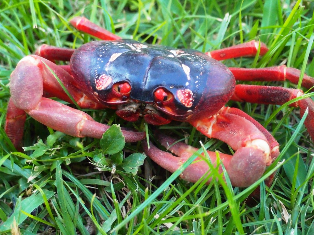 Австралийский Лесной краб