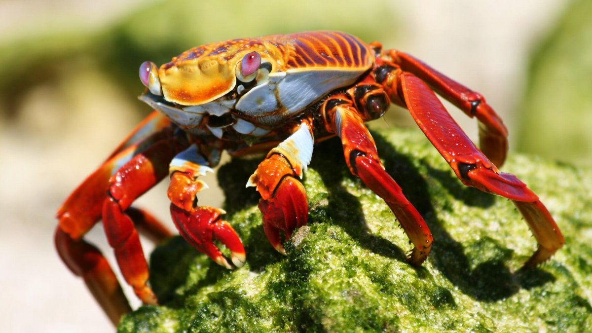 ЛАВОВЫЙ краб