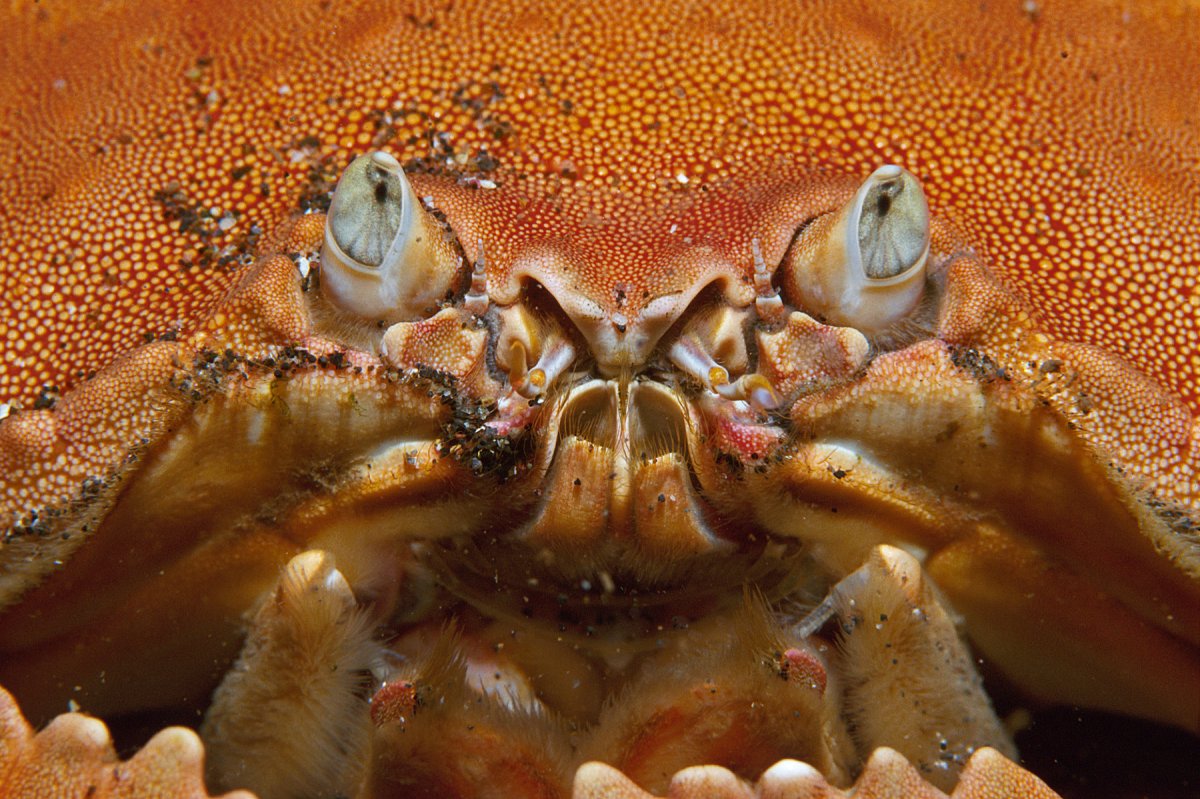 Мандибула членистоногих