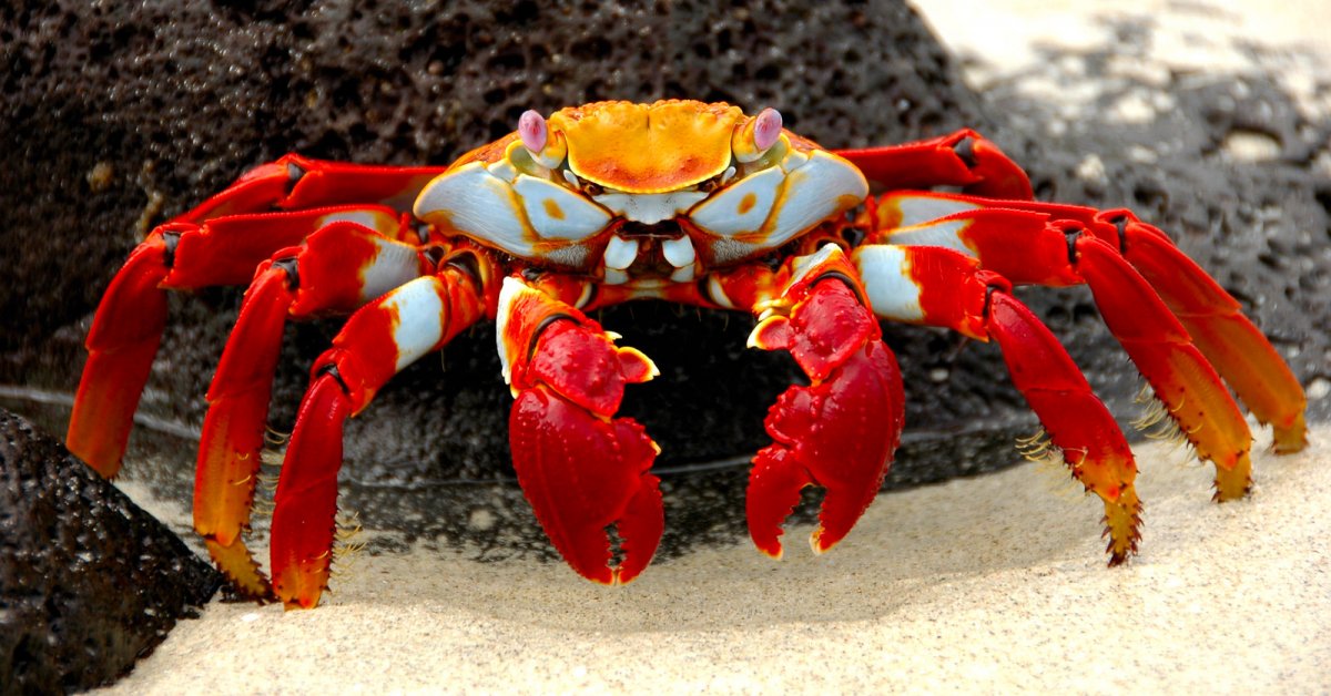 Красный рифовый краб