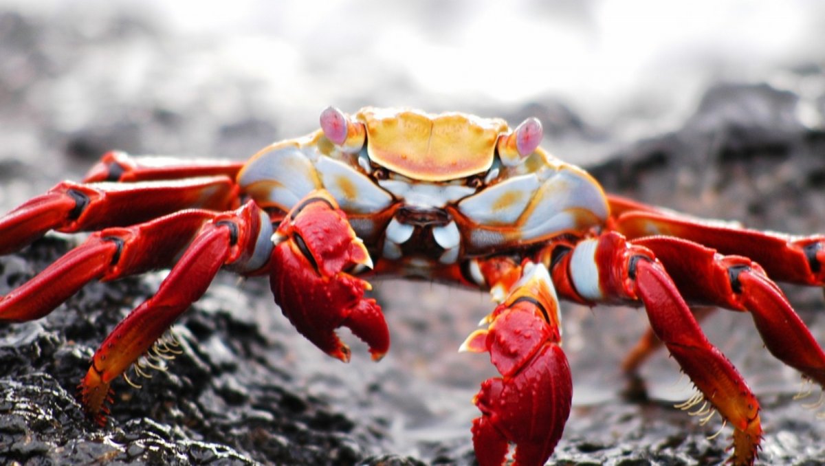 Бойцовский краб