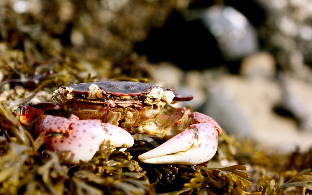 Крабы бегут