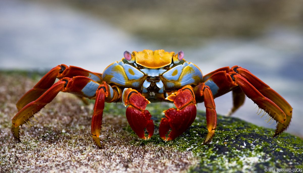 Краб Салли Лайтфут