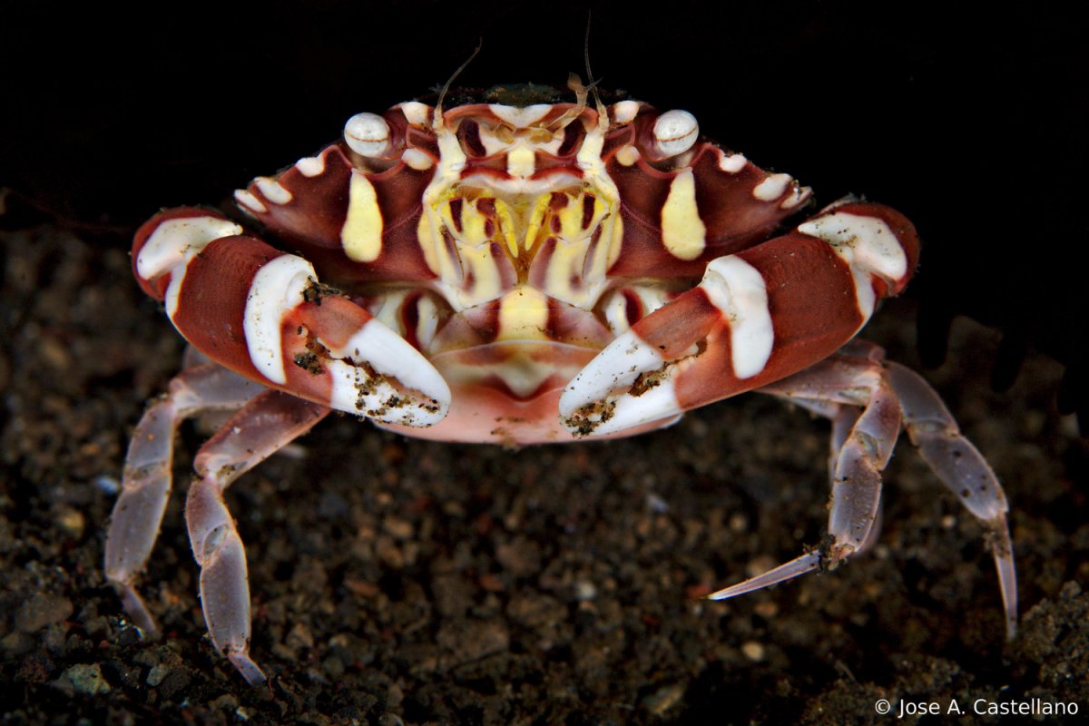 Морские животные Арлекин