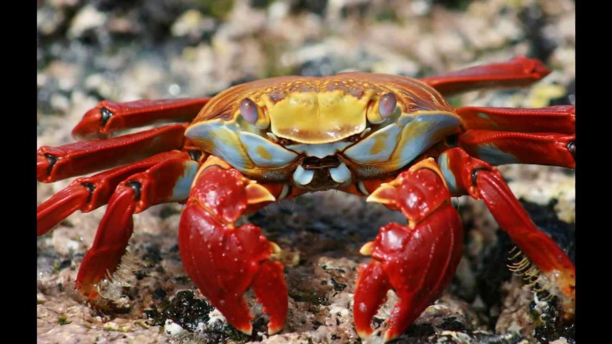 Бархатный краб