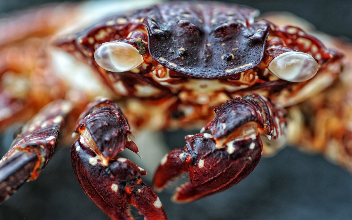 Глаза краба