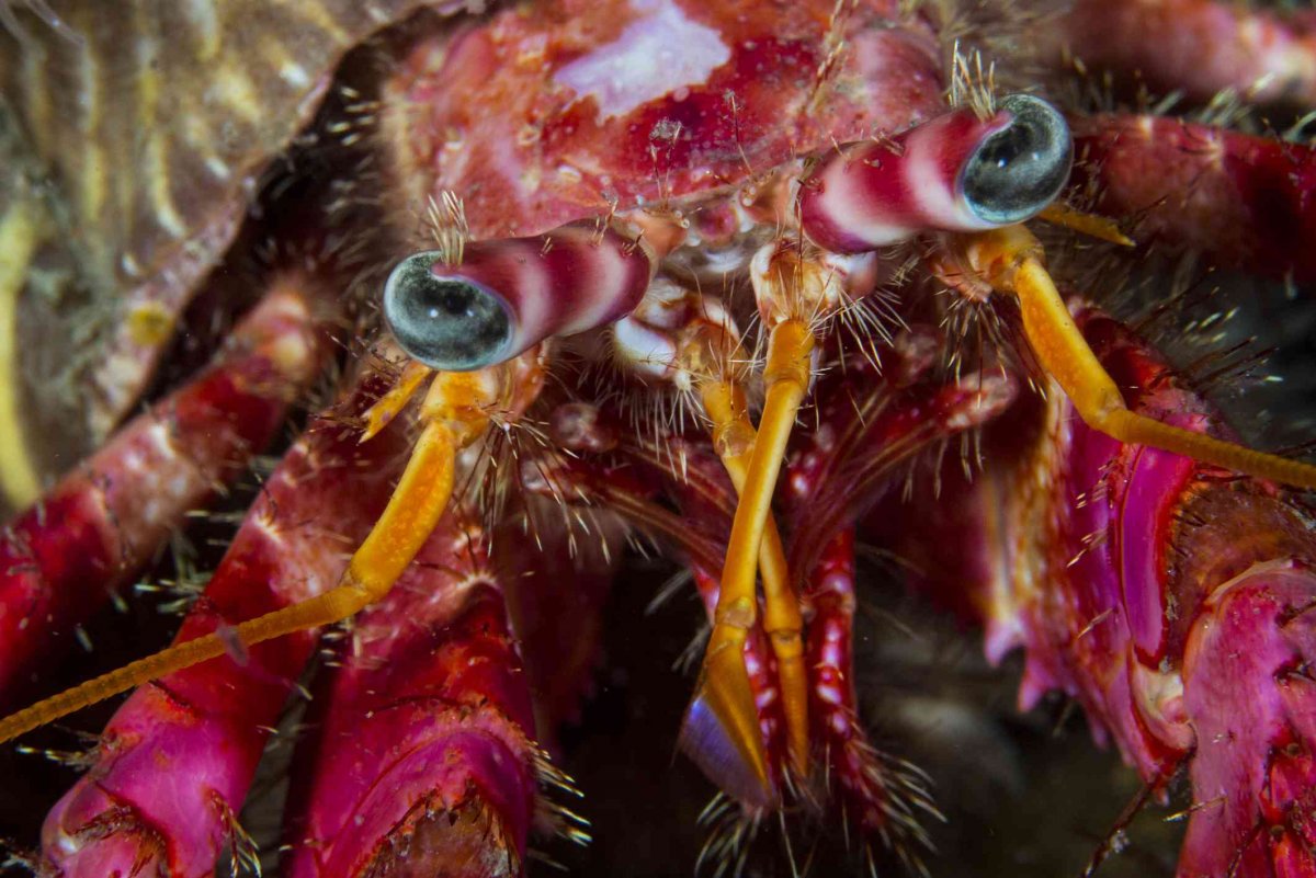 Хермит краб