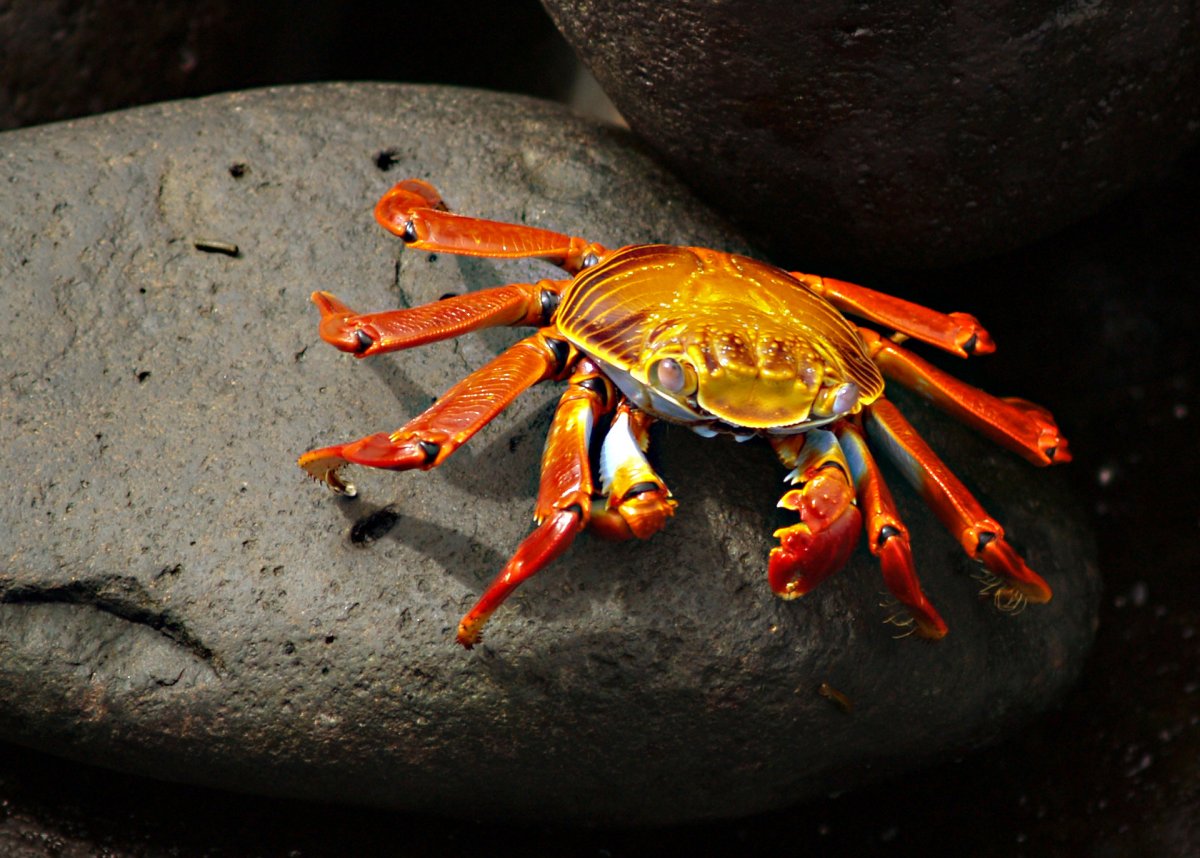 Краб с ластами