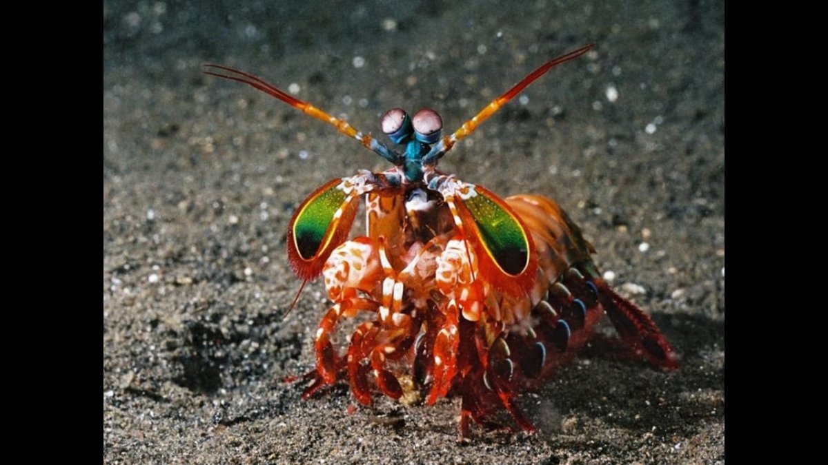 Креветка-богомол Мантис