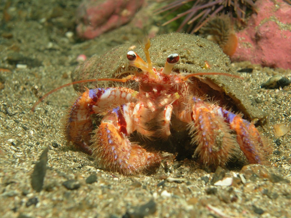 Отряд десятиногие Крабы