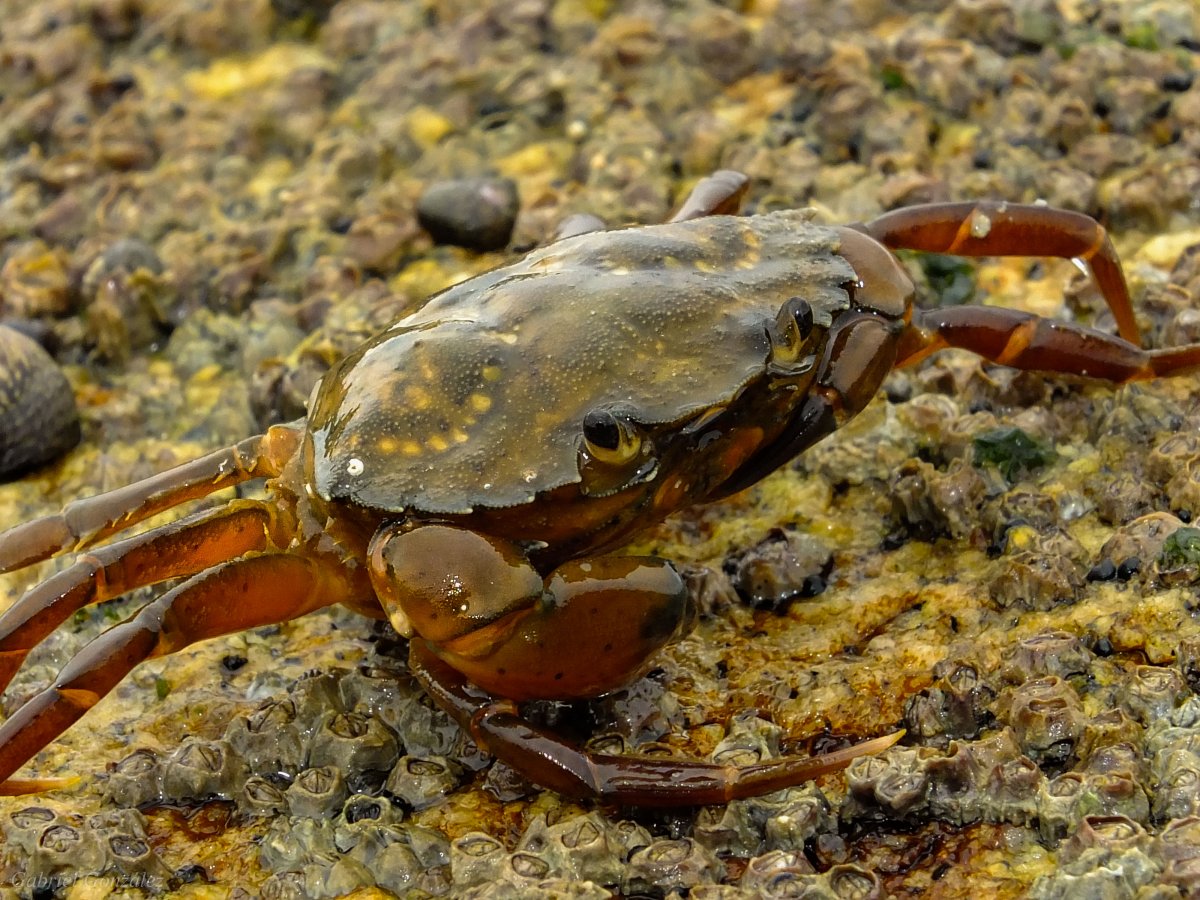 Членистоногие краб