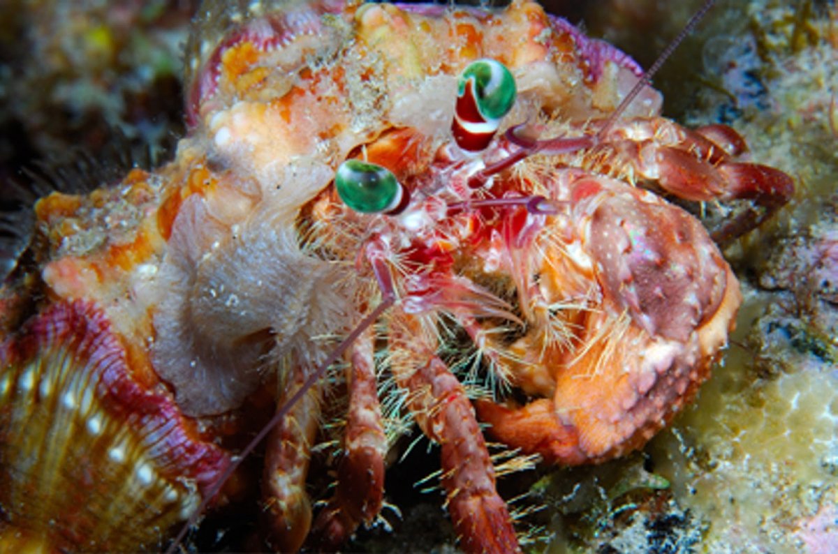 Крабы отшельники красное море