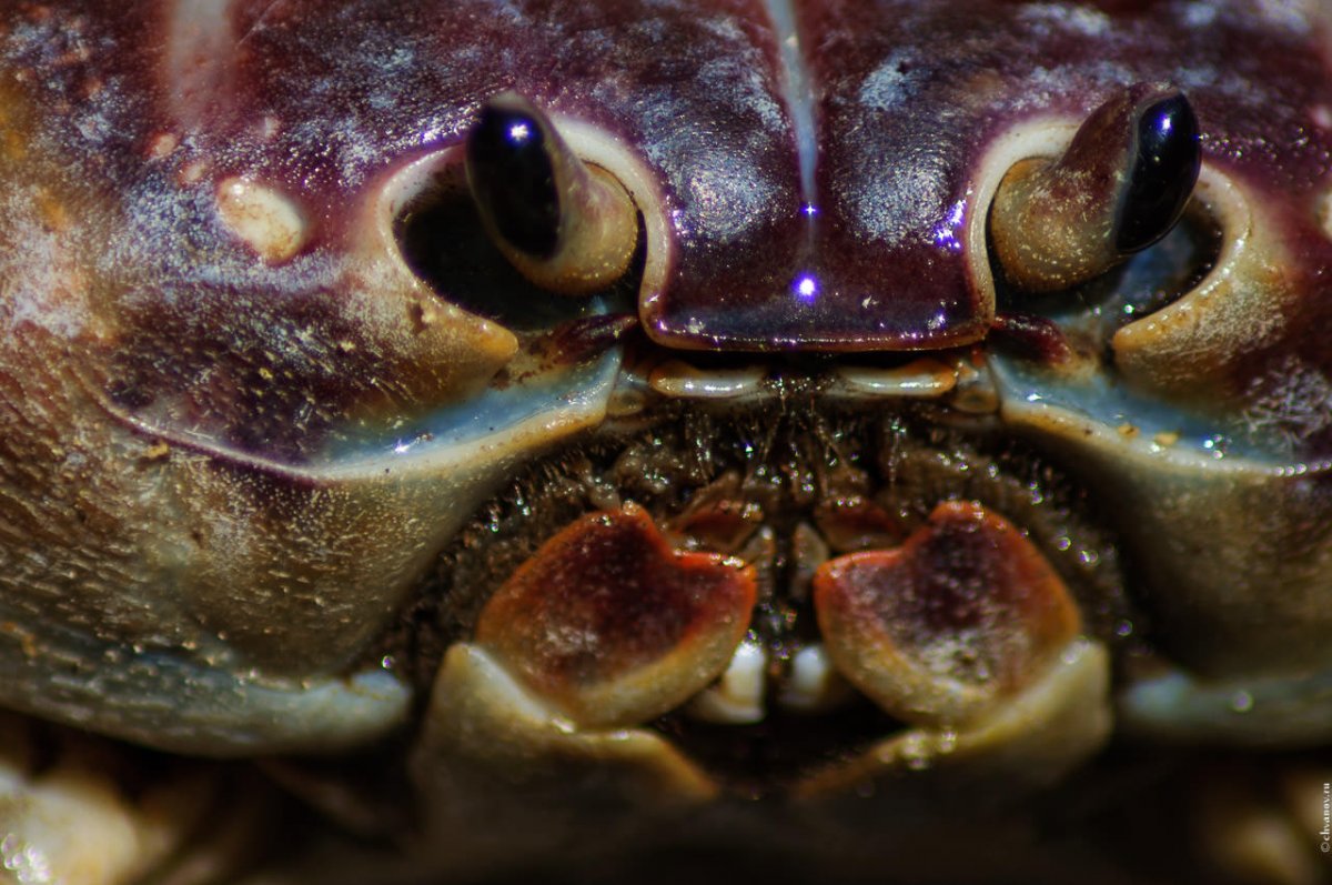 Глаза краба
