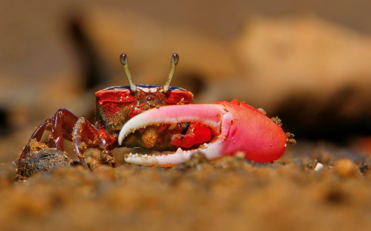 Краб макро