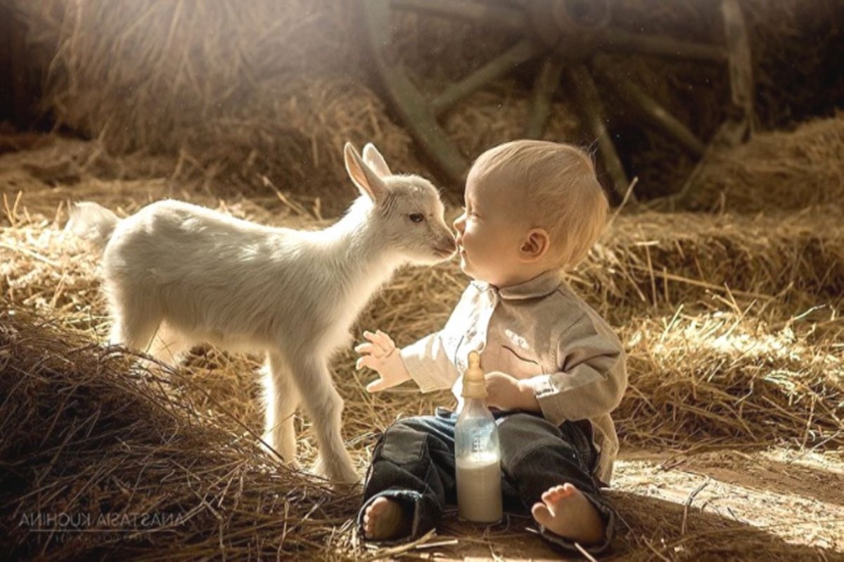 Ягненок для детей