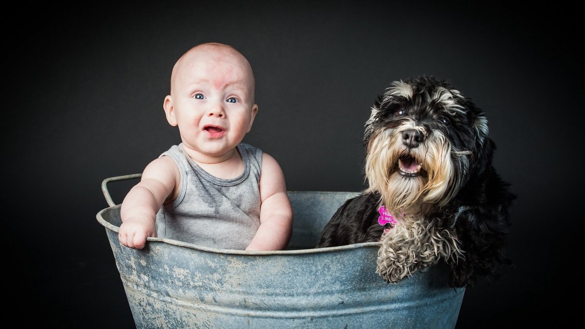 Смешные животные и дети