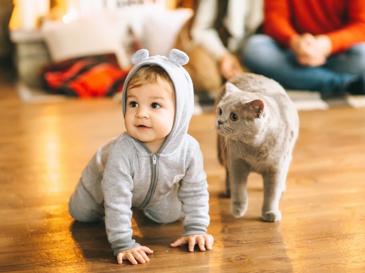 Кошка для детей