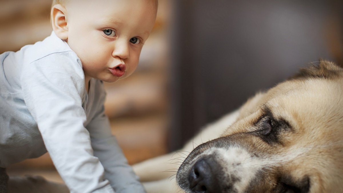 Животные для малышей