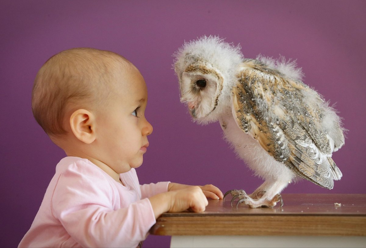 Совёнок малыш