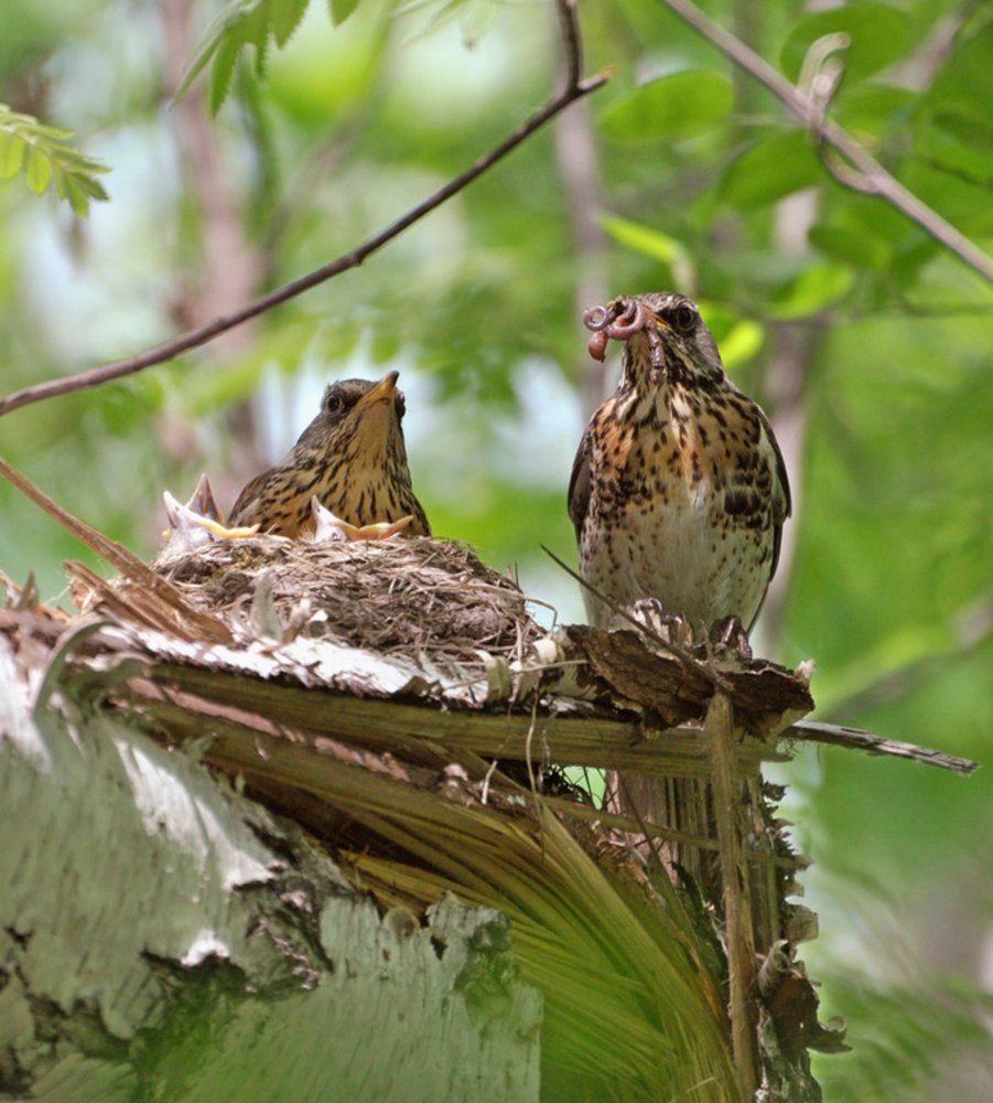 Лесной Дрозд птенец
