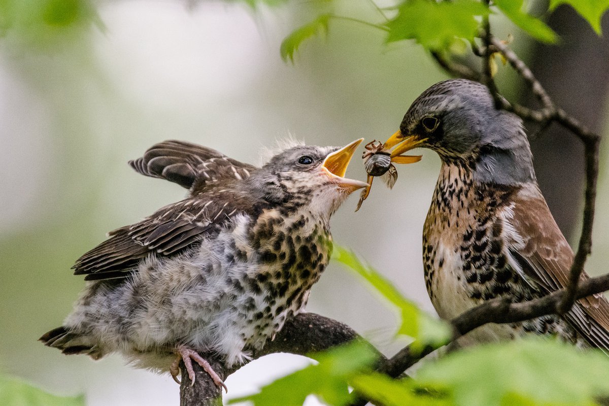 Птенец слеток
