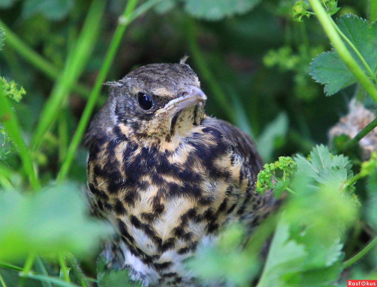 Красный Робин птица