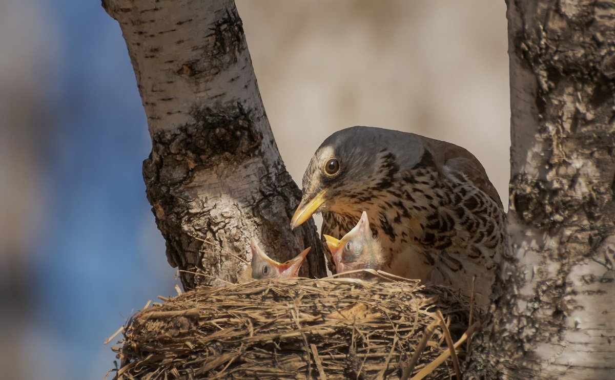 Рябинник, Дрозд-рябинник гнездо