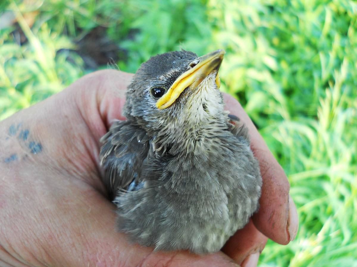 Птенцы гнездовых птиц