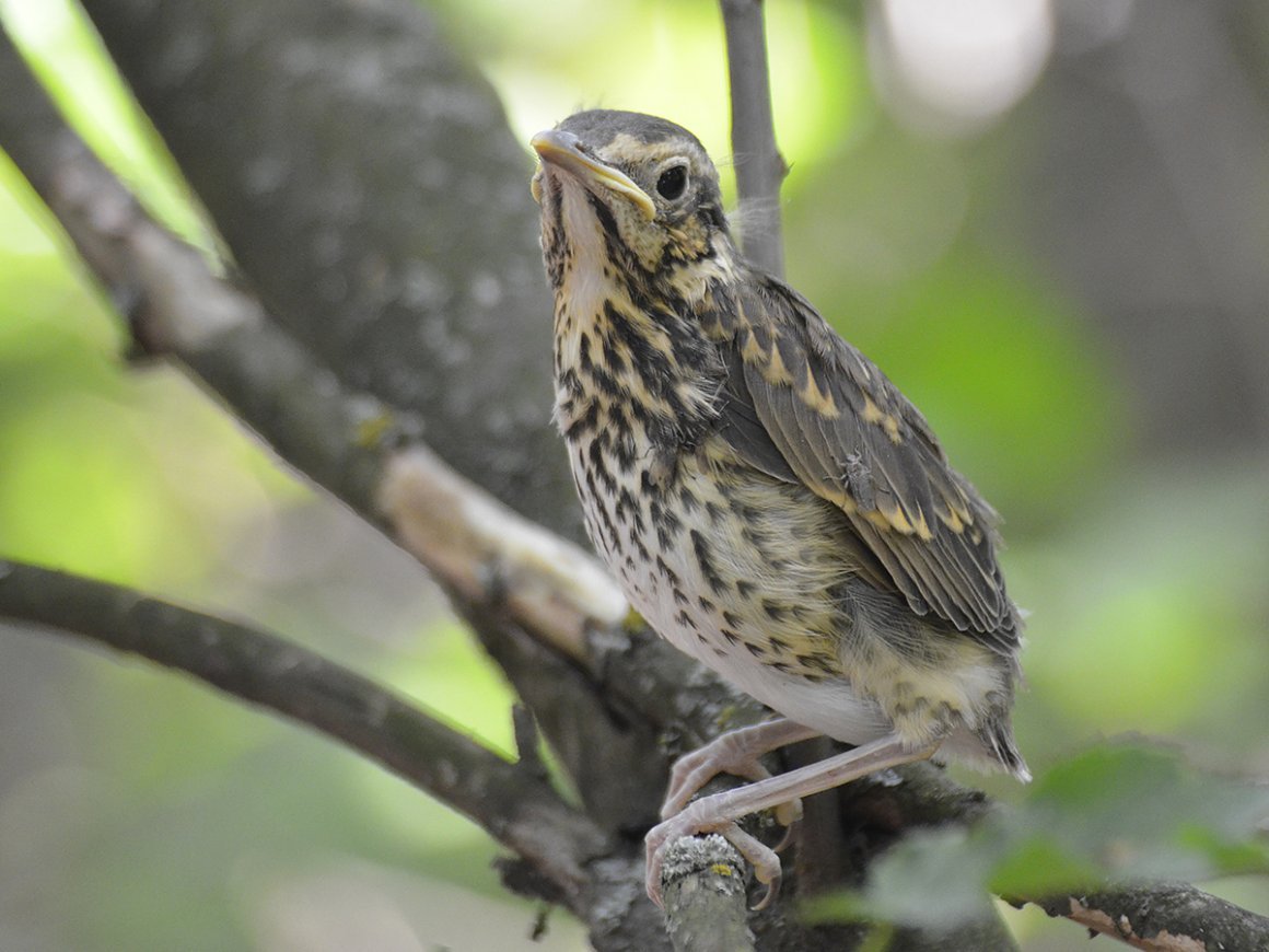 Лосиный остров Дрозды