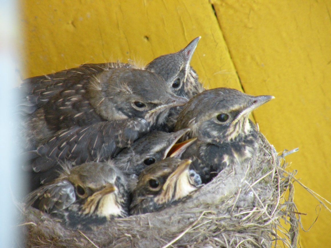 Дрозд на дереве