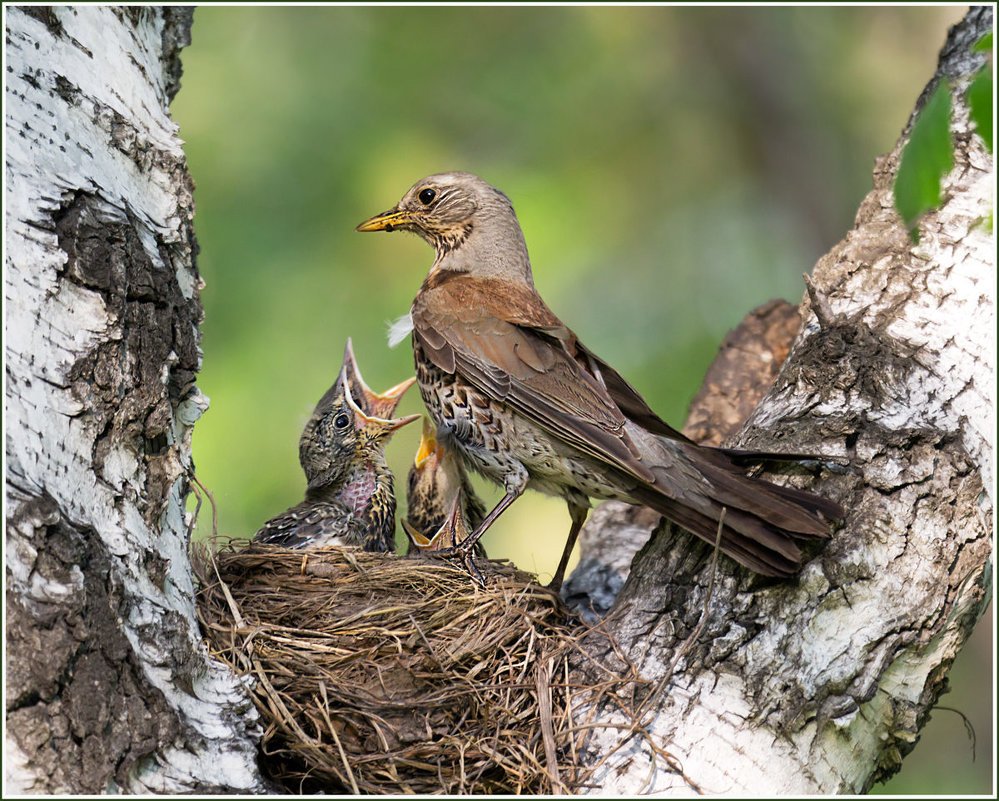 Гнездовые птенцы Дрозд
