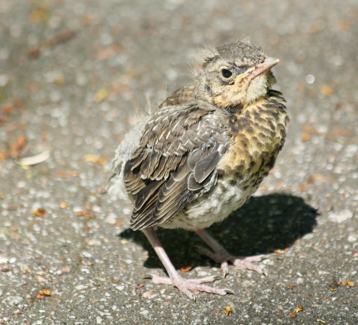 Слеток Малиновки