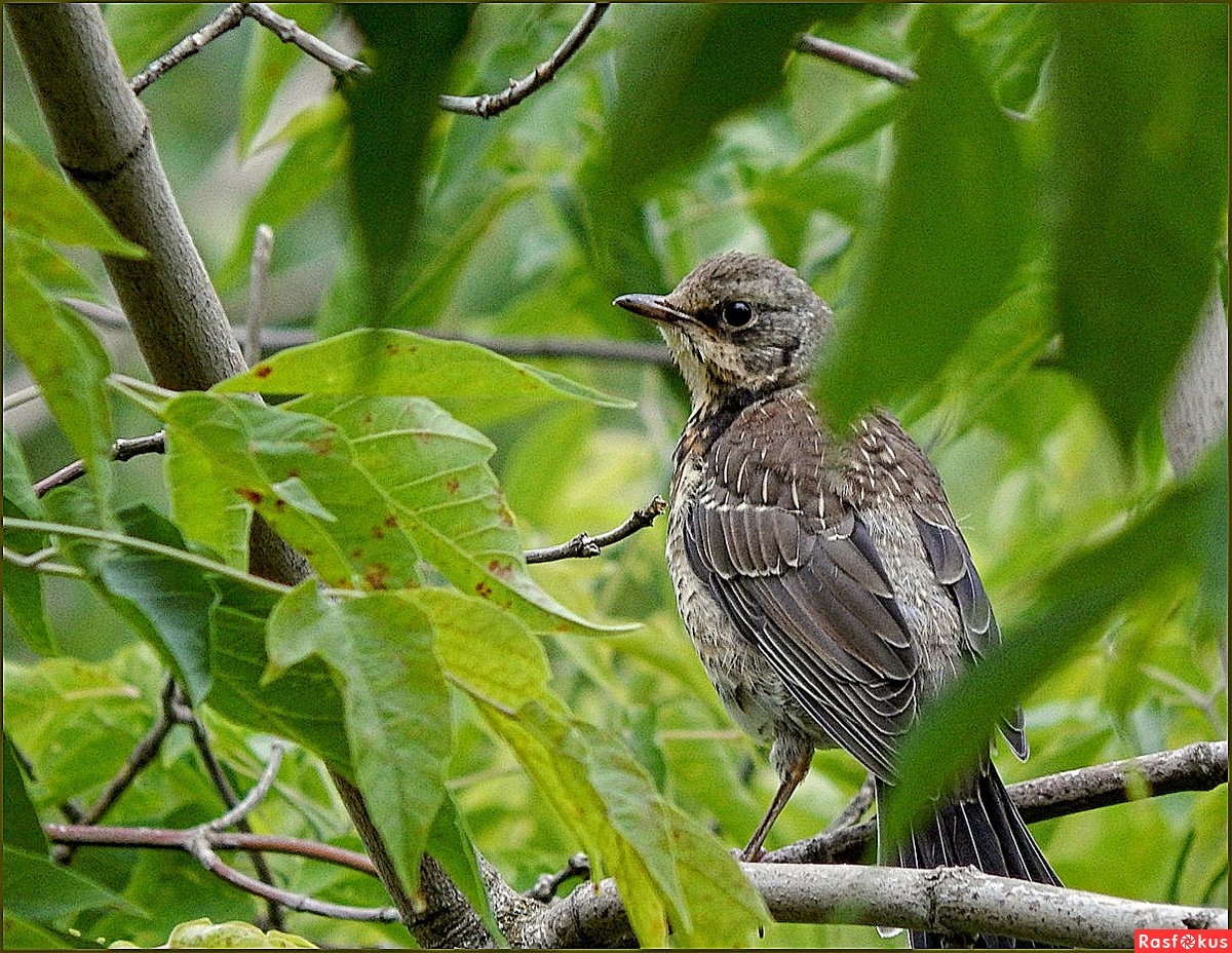Дрозд на траве