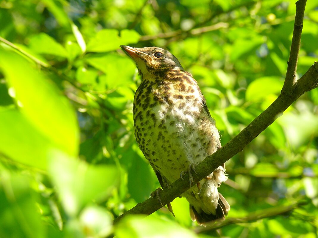 Слеток дрозда рябинника