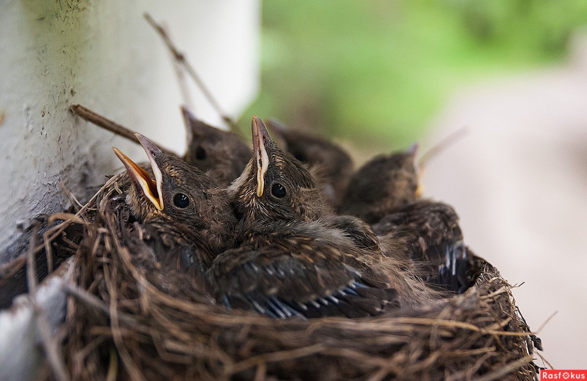 Пичуга птица птенцы