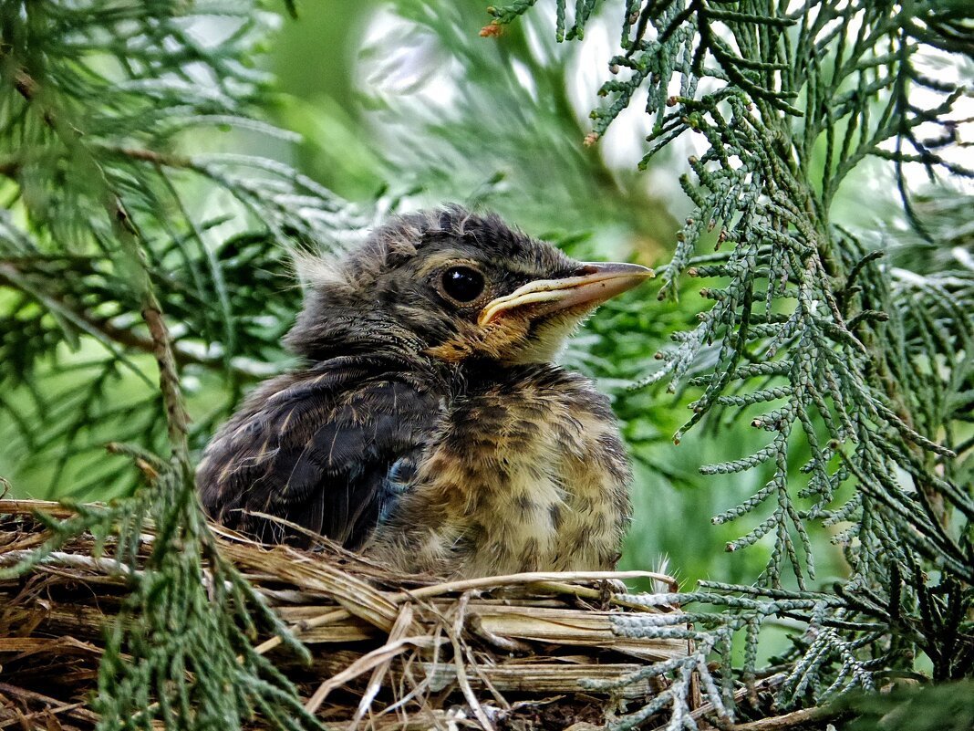 Циккаба слеток