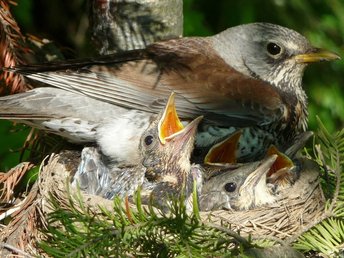 Птенец дрозда фото Рябиновка
