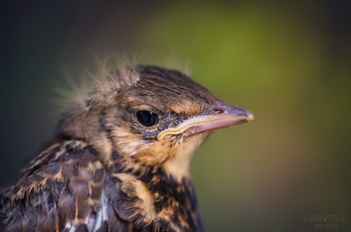 Новорожденный птенец Дрозд рябинник