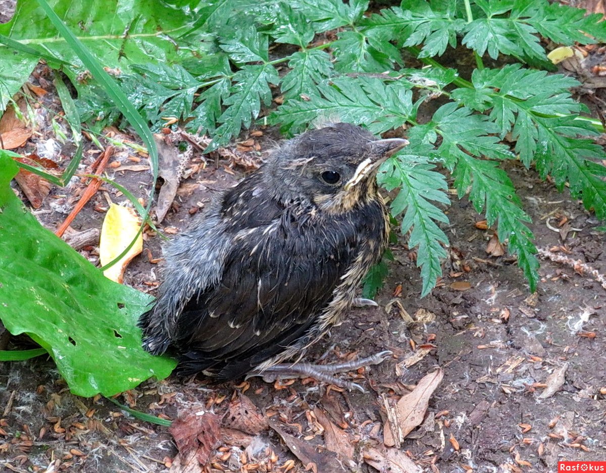 Черный Дрозд молодой птенец