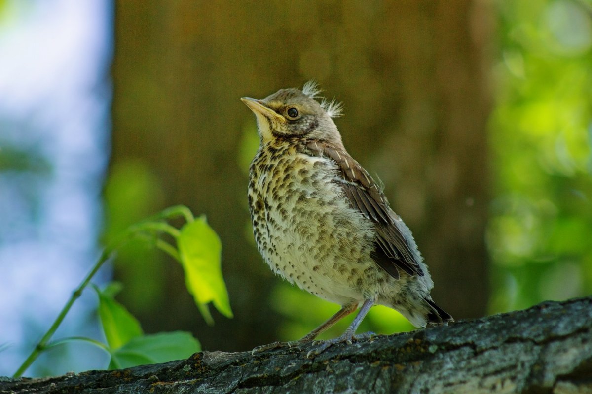 Птенец дрозда неоперившийся