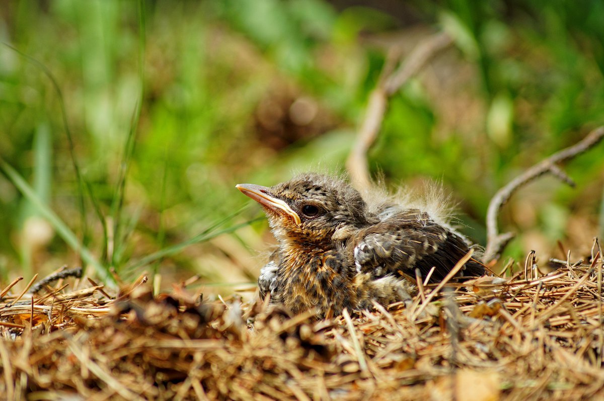 Птенец дрозда в траве