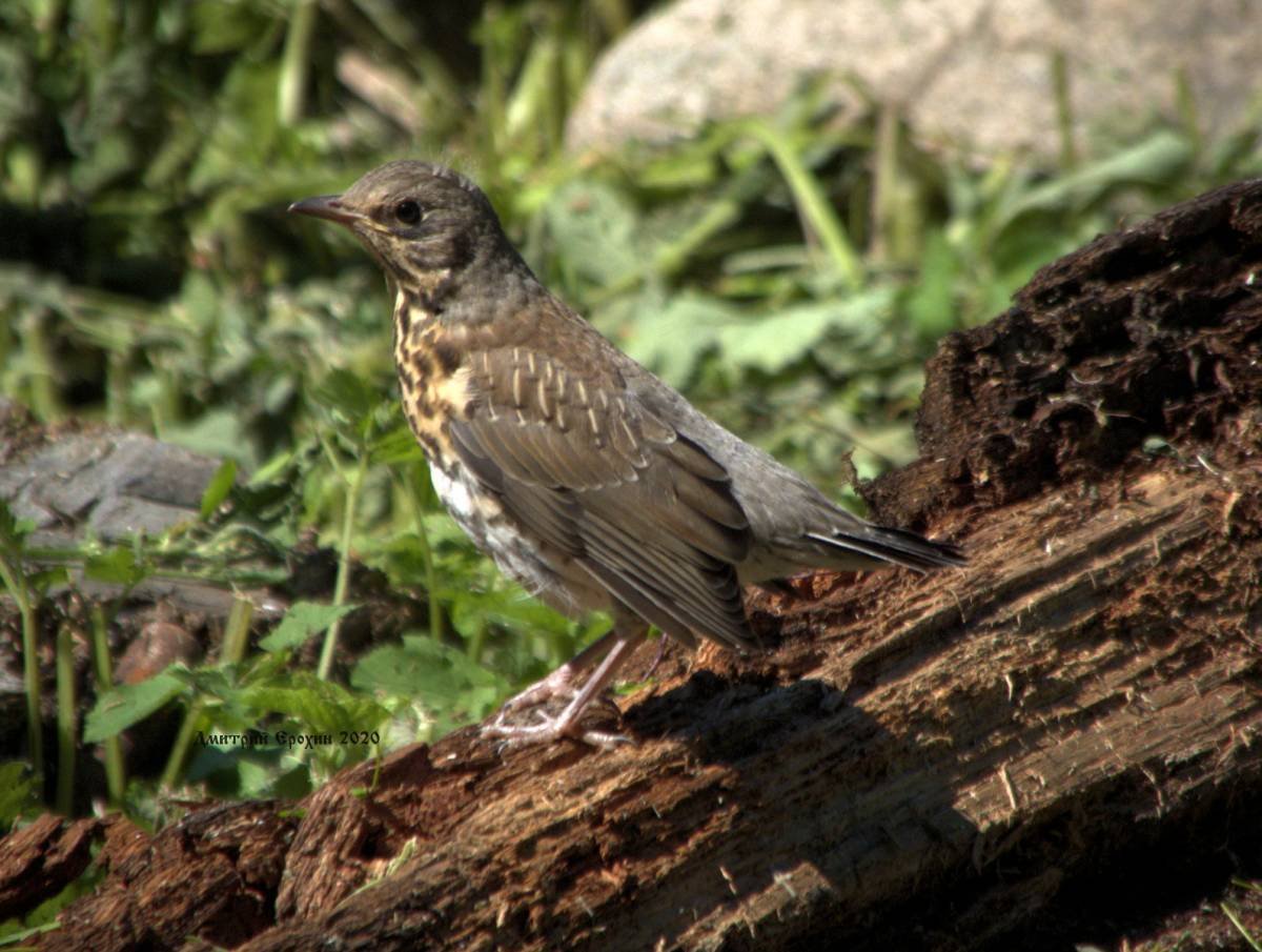 Пестрая птица с желтым клювом