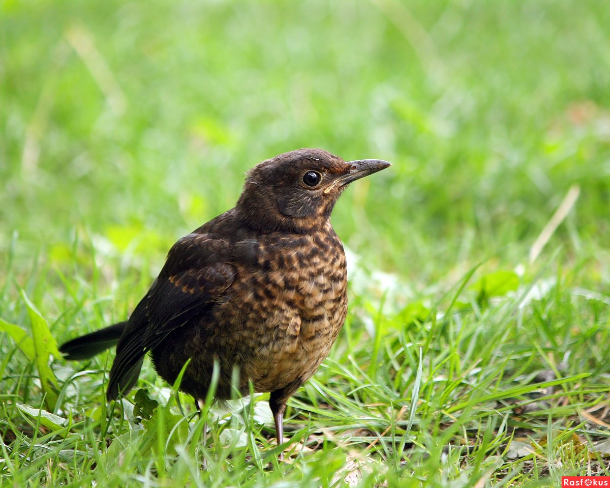 Птенец слеток дрозда рябинника