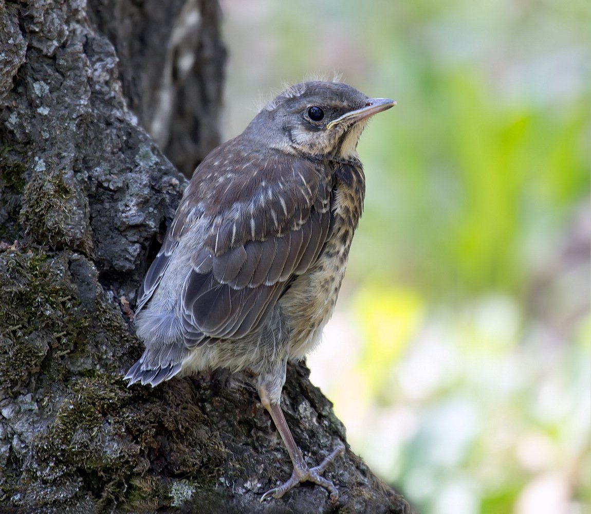 Птенец дрозда рябинника