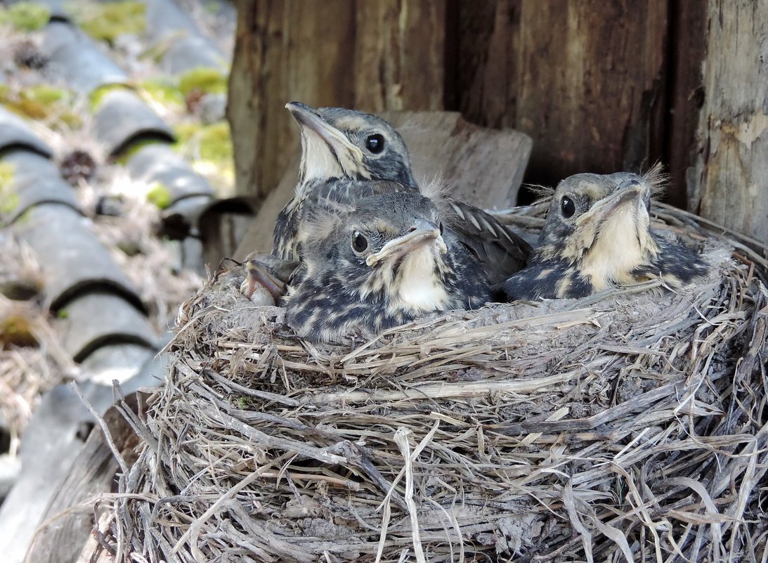 Дрозд у которого птенцы бегают по земле