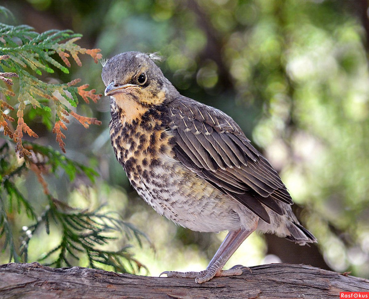 Черный Дрозд гнездование