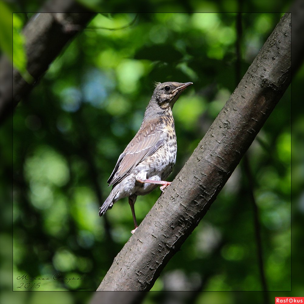 Оливковый Дрозд молодые слетки на Алтае