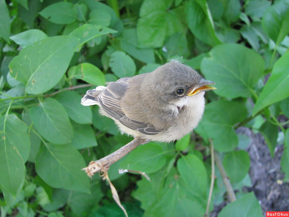 Птенец черного дрозда