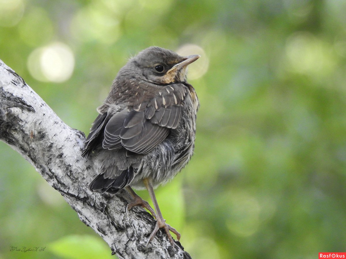 Лесной Дрозд