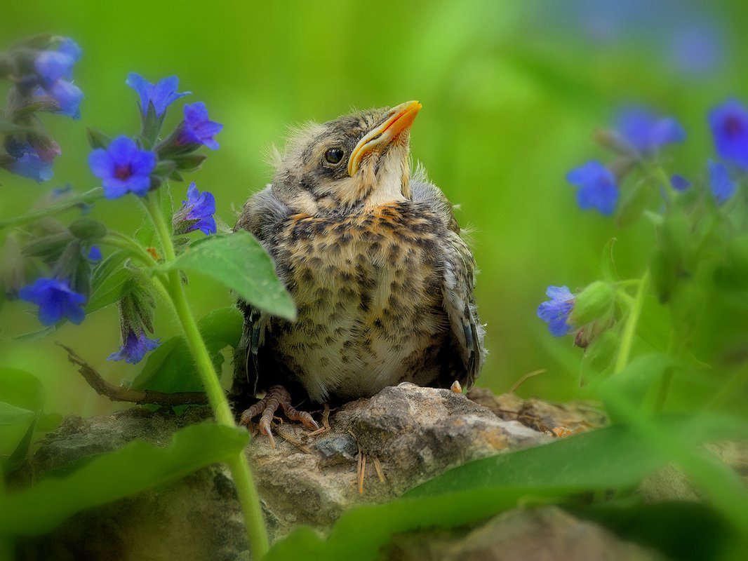 Птенец дрозда рябинника фото